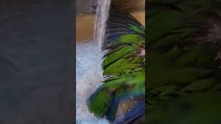 Cody showering in the sink 鹦鹉 parrot birds cuteanimals [upl. by Barris]