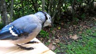 the blue jay is back [upl. by Emmit]