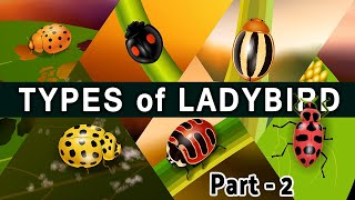 types of ladybird beetle  part 2 of popular coccinellidae species  an amazing beetles [upl. by Wycoff]