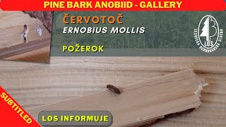 Červotoč  Pine bark anobiid Ernobius mollis  požerok  gallery [upl. by Krucik694]