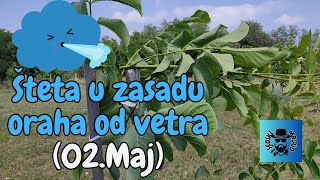 Šteta u zasadu oraha od vetra 2 Maj 2024 [upl. by Bitthia]