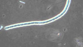 Cyanobacteria 400xPhase contrast [upl. by Lanctot]