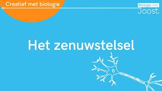 Het zenuwstelsel  Creatief met Biologie [upl. by Hyacinthe26]