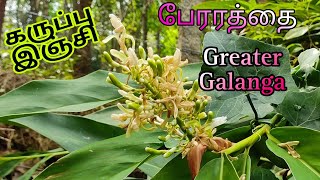 Black Ginger  கருப்பு இஞ்சி [upl. by Campman]