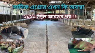 সাদিক এগ্রোর এখন কি অবস্থা ২০২৩ ঈদুল আযহার পর  Sadeeq Agro 2023  Biggest cow in Bangladesh [upl. by Bonneau]