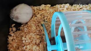 Winter White Hamster  Docile Breed of Hamster [upl. by Gonroff]