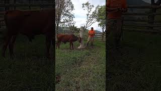 COMO SOLTAR UN TORO BRAVO huerto Livestock bull torobravo toro ganaderia tips tutorial ok [upl. by Bores]