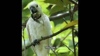 Yellow Crested Cockatoo Critically Endangered Beauty [upl. by Frodi836]