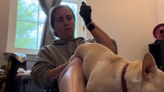 Artificial Insemination on a French Bulldog  French Bulldog AI [upl. by Lumbye]