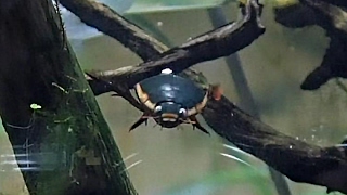 ヒメフチトリゲンゴロウ（多摩動物公園） Predaceous diving beetle [upl. by Frager845]