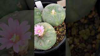 銀冠玉錦10 Lophophora fricii 2024 09 22 ＃shorts [upl. by Tnert]