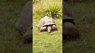 GIANT TORTOISE EATING GRASS IN FIELDLikeshorts [upl. by Bautram47]