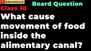 What cause movement of food inside the alimentary canal Class 10 Biology Sample Question Answers [upl. by Carlstrom]