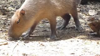 chiguiro capibara carpincho capincho Capybara chigüiro Hydrochoerus hydrochaeris [upl. by Sefton]