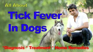 How to treat tick fever at home Diagnosis  Home Remedies By Dr Sardana [upl. by Anujra]