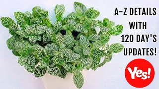 FITTONIA Plant CARE 101  BEST Soil Mix Fertilizer Light amp Water Requirements amp Propagation [upl. by Alyehs]