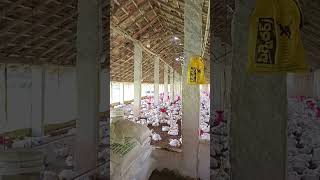 poultry farming [upl. by Cirtap805]