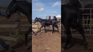 Hip 120 Laines Lover Boy Video 1 [upl. by Ffirahs449]