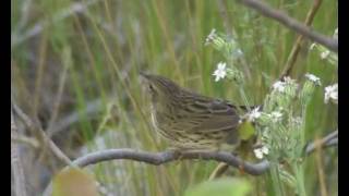 Lanceolated Warbler [upl. by Siskind16]