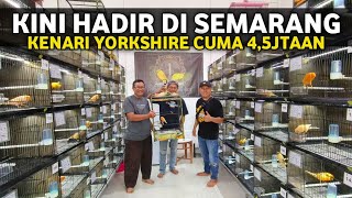 PUSAT KENARI IMPORT SEMARANG‼️GALERI KENARI TERBARU KINI HADIR DI SEMARANG [upl. by Earla276]