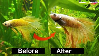 Betta Fish Fins Recovery And Regrow [upl. by Elicia]