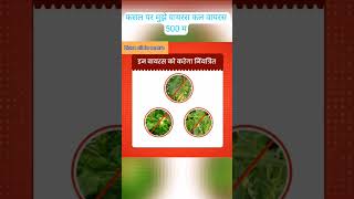 जिओलाइफ नो वायरस जैविक विषाणुनाशक।Geolife No Virus Organic Plant Viricide [upl. by Laekcim277]