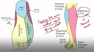 INICET amp NEET MDS QUICK REVISION PART I  MDSCONQUER  MUST DO TOPICS [upl. by Joelynn]