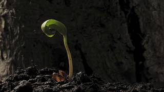 Sycamore seedling growing time lapse filmed over 5 days [upl. by Cinnamon]