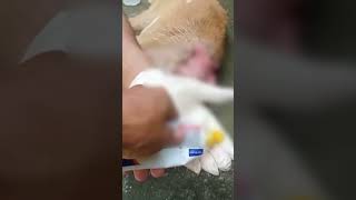 Street dog wound treatment streetdogshelp dogshelp [upl. by Cohin]