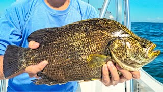 Sight Fishing for Tripletail Under Crab Trap Buoys [upl. by Un]