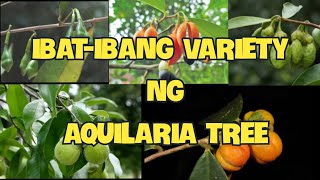 IbatIbang Species Ng Aquilaria Tree [upl. by Eisenhart]