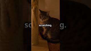 Why Do Cats Scratch Furniture Tips to Help Solve the Problem [upl. by Cletis860]