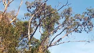 BAT SANCTUARY MATATAGPUAN SA BRGY PANGALCAGAN BUGASONG ANTIQUE🦇CHLEOFFVLOG [upl. by Adnuhser385]