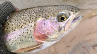 Trout Fishing Waynesboro VA on a Snow Day￼ [upl. by Eisac]