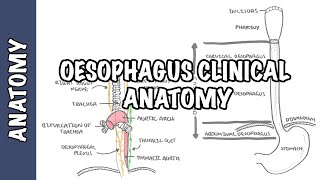 The Oesophagus Esophagus  Clinical Anatomy [upl. by Gnov]