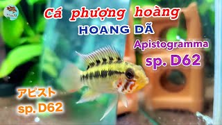 Apistogramma sp D62  Cá phượng hoàng hoang dã [upl. by Evalyn165]