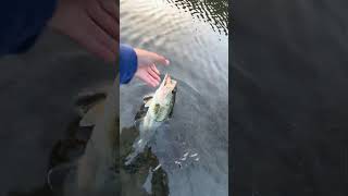 Almaden Reservoir largemouth bass ￼ [upl. by Mcfadden521]