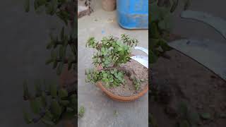 Pruning of Jade Bonsai for Winters winter jade nature [upl. by Vashtia612]