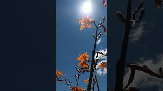 Tiger lilies bloom Beautiful Sunday morningshortsnaturetigerlilyflowersblueskyviralvediofun [upl. by Barny]