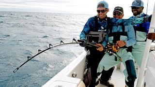 The Shark VS Goliath Grouper [upl. by Mailand]