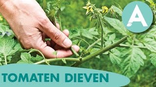 Opgepast tomaten dieven  ANGELO  Tuintip 2 [upl. by Ahsekyt]