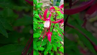 Fuchsias garden flowers [upl. by Garmaise232]