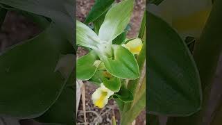 Turmeric plant aka kunyit spice herbs flowers plants [upl. by Frederic]