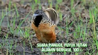 Suara mikat burung puyuh hutan [upl. by Nonnek]