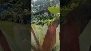 🌳⛰️ SANDARI BATULAO WELLNESS RESIDENCES ⛰️🌳 [upl. by Darius]