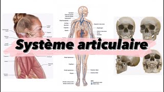 Cours 3  système articulaire  شرح بالدارجة [upl. by Ahsimed644]