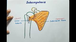 Subscapularis Muscle  Origin Insertion Innervation Actions  Anatomy [upl. by Cohl]