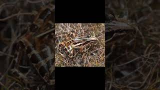 RingNecked Spitting Cobra and Banded Stream Frog [upl. by Alvarez731]