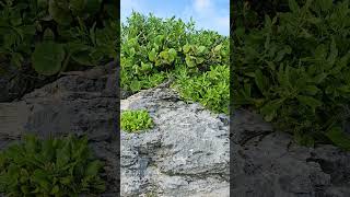 Wild Mexican spinytailed iguana Playa del Carmen Mexico tropical Caribbean Sea beach lizard life [upl. by Warfield]