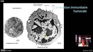 La réaction immunitaire humorale [upl. by Belvia]